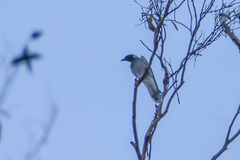Coracina novaehollandiae