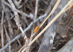 Reisserita chrysopterella