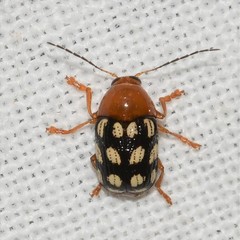 Cryptocephalus guttulatus