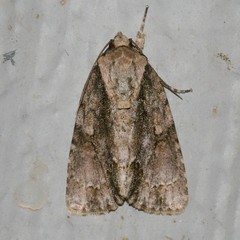 Acronicta connecta