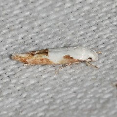 Mompha circumscriptella