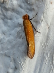Reisserita chrysopterella