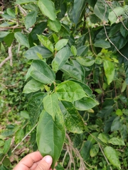 Ficus exasperata image