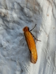 Reisserita chrysopterella