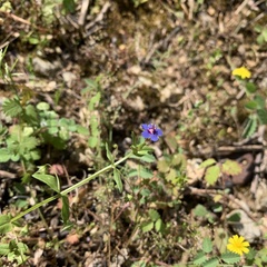 Lysimachia arvensis caerulea