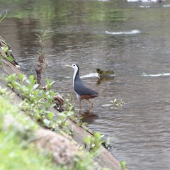 Amaurornis phoenicurus