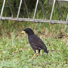 Acridotheres grandis