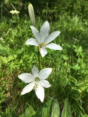 Paradisea liliastrum