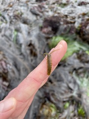 Pentidotea montereyensis