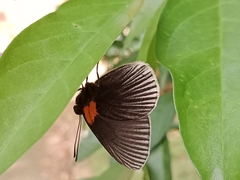 Hades noctula