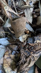 Trichaleurina tenuispora
