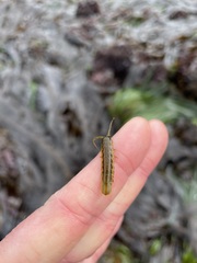 Pentidotea montereyensis