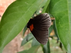 Hades noctula