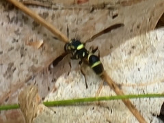 Sphiximorpha willistoni