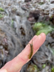 Pentidotea montereyensis