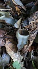 Trichaleurina tenuispora