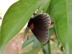 Hades noctula
