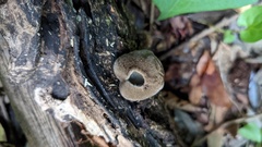 Trichaleurina tenuispora