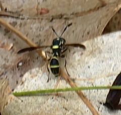 Sphiximorpha willistoni