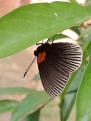 Hades noctula