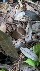 Trichaleurina tenuispora