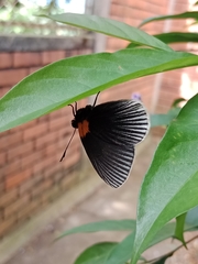 Hades noctula