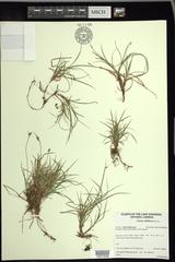 Carex deflexa