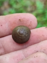 Rhysotina