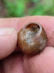 Rhysotina