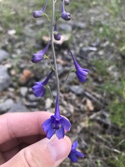 Delphinium treleasei