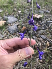 Delphinium treleasei