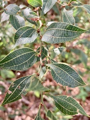 Acacia urophylla