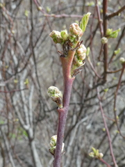 Ceanothus sanguineus