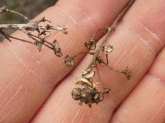 Ceanothus sanguineus