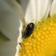 Limotettix anthracinus