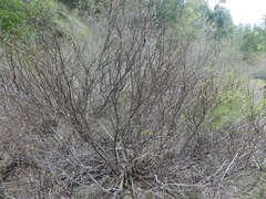 Ceanothus sanguineus