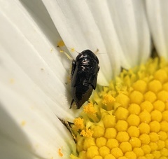 Limotettix anthracinus