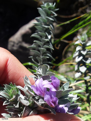 Amphithalea imbricata