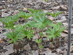 Cacaliopsis nardosmia