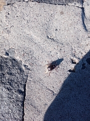 Coleoptera