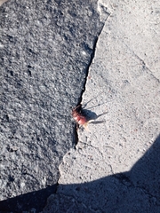 Coleoptera
