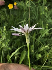 Scorzonera rosea