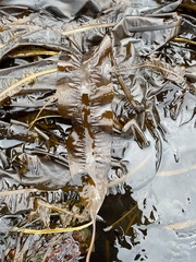 Pleurophycus gardneri