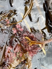 Pleurophycus gardneri