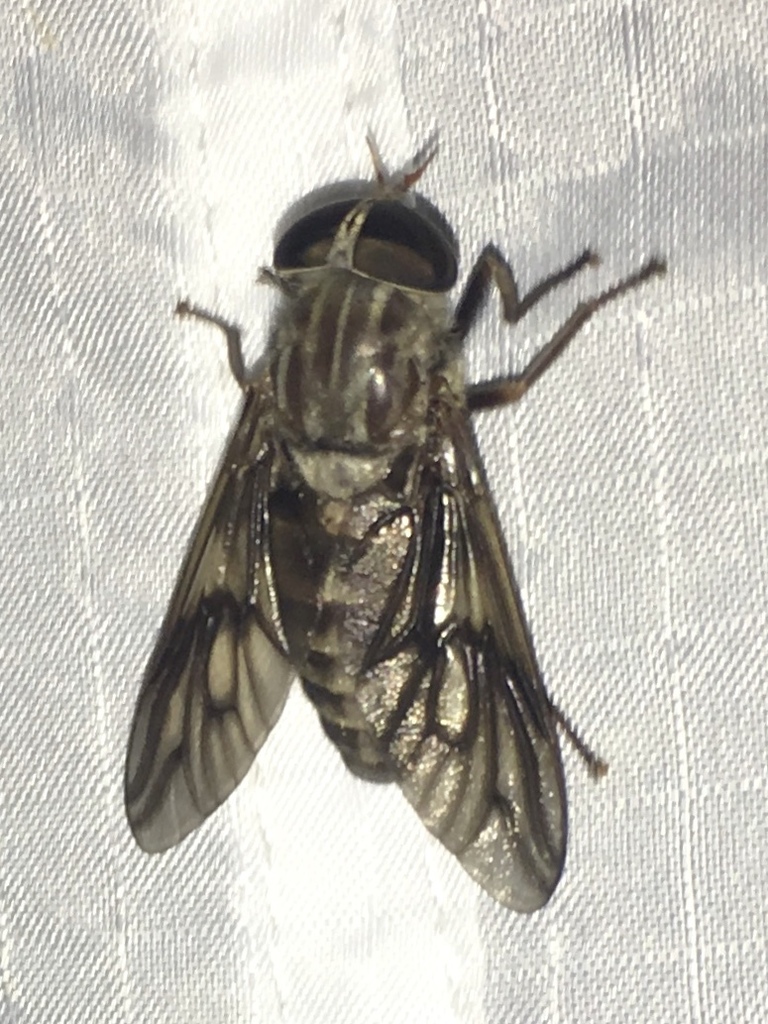 Tabanus turbidus