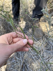 Sairocarpus coulterianus