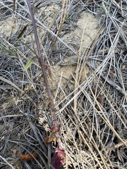 Sairocarpus coulterianus