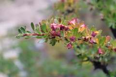 Escallonia alpina