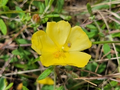Crocanthemum dumosum