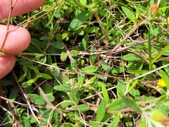 Crocanthemum dumosum
